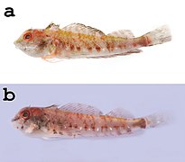 Helcogramma williamsi holotype NTOU-P 2012-02-002 and paratype NTOU-P 2012-02-005.jpeg