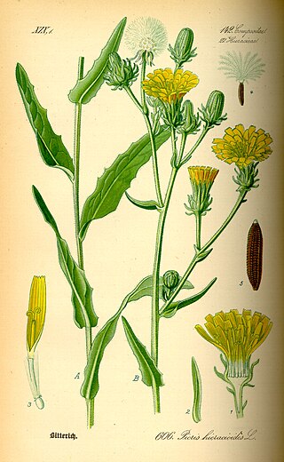 <i>Picris hieracioides</i> Species of flowering plant