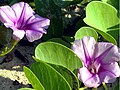 Ipomoea pes-caprae