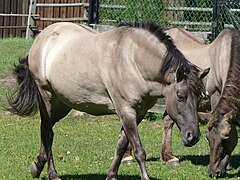 Chevaux gris marchant en dispersant des graines