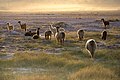 Llamas de la familia Camelidae, en un valle cercano a San Pedro de Atacama, en el norte de Chile. Por commons:User:Lucag.