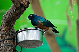 Superb starling (Lamprotornis superbus).