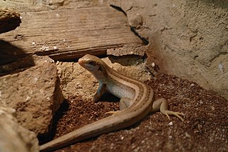 <span class="mw-page-title-main">Vaillant's mabuya</span> Species of lizard