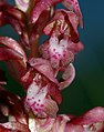 Anacamptis coriophora Germany - Bavaria - Franconia