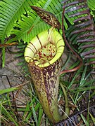 Nepenthes × hookeriana