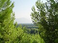 Trees at Köyceğiz near Dalyan, Turkey