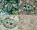 Image 3 Peacock flounder Photo: Mila Zinkova The Peacock flounder (Bothus mancus) is a species of lefteye flounder found widely in relatively shallow waters in the Indo-Pacific. This photomontage shows four separate views of the same fish, each several minutes apart, starting from the top left. Over the course of the photos, the fish changes its colors to match its new surroundings, and then finally (bottom right) buries itself in the sand, leaving only the eyes protruding. More selected pictures