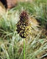 Pennisetum messiacum