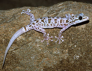 <i>Phyllodactylus</i> Genus of lizards