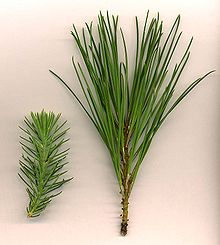 Juvenile (left) and adult (right) leaves of stone pine Pinus pinea foliage.jpg