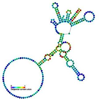 <span class="mw-page-title-main">Group I catalytic intron</span> Large self-splicing ribozymes