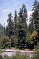 Sekvoje v národním parku Redwood