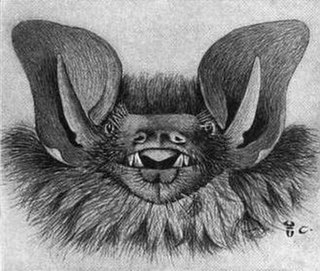 <span class="mw-page-title-main">Black-winged little yellow bat</span> Species of bat