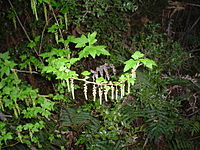 Ribes magellanicum