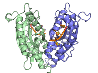 <span class="mw-page-title-main">Ribonuclease T</span>