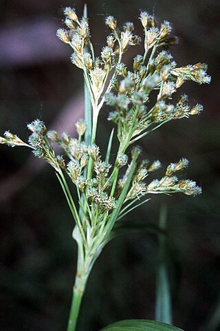 <i>Scirpus pendulus</i> Species of plant