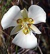 Sego lily cm.jpg