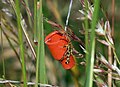 Chamaesphecia empiformis Schijn-wolfsmelkwespvlinder