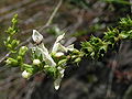 Stachys recta