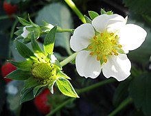 Strawberry flower.jpg