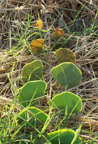 <i>Tylosema</i> Genus of legumes