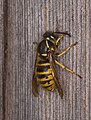 Unidentified wasp (Stuttgart, Germany), Vespula vulgaris? Doc Taxon