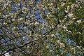 2012-11-05 Cherry trees in Yate.