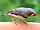 A zebra finch.