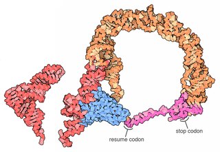 <span class="mw-page-title-main">Transfer-messenger RNA</span>