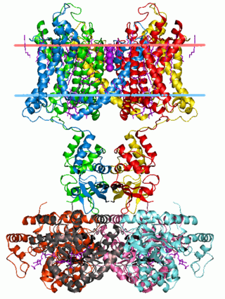 <span class="mw-page-title-main">Voltage-gated potassium channel</span> Class of transport proteins