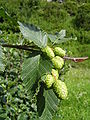 Zelena wólša (Alnus viridis) Zelene, njezrałe hable