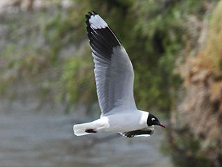 <span class="mw-page-title-main">Andean gull</span> Species of bird