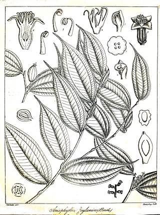 <span class="mw-page-title-main">Anisophylleaceae</span> Family of flowering plants