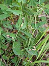 Aristolochia clusii.jpg