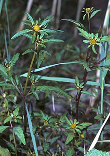 <i>Bidens tripartita</i> Species of plants in the sunflower family