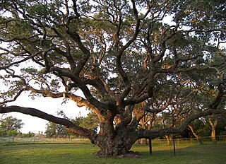 The Big Tree, Rockport