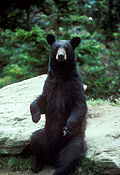 Amerikanischer Schwarzbär (Ursus americanus)