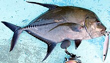 The black jack has characteristic black fins and scutes Black jack Ghana.JPG