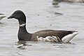 Black brant