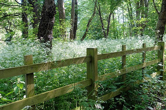 Fence at a woodwalk in Brinsley, Nottinghamshire, England