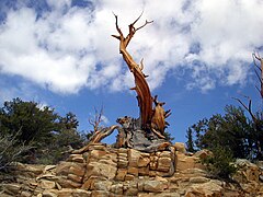 Đá gốc dolomite ở White Mountains, California.