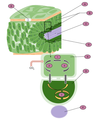 C<sub>4</sub> carbon fixation Photosynthetic process in some plants