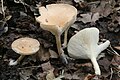 Низбягващи пластинки при Clitocybe gibba.