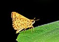 * Kandidimi: Close wing Basking of Ampittia dioscorides (Fabricius, 1793) - Bush Hopper (Male) --Sandipoutsider 11:29, 5 September 2024 (UTC) * Vlerëso Looks oversharpened, yet not detailed enough. Fixable? --C messier 19:15, 13 September 2024 (UTC)