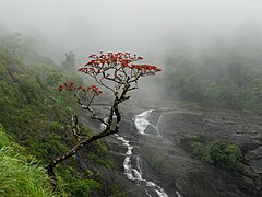 Coral tree at Mallalli Falls in the monsoon, Karnataka