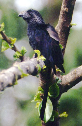 <span class="mw-page-title-main">Ani (bird)</span> Genus of birds