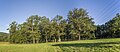 * Kandidimi Jewish cemetery south of Limbach, view from the east --Plozessor 03:41, 18 September 2024 (UTC) * E miratuar  Support Good quality. --XRay 03:53, 18 September 2024 (UTC)