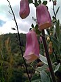 Digitalis mariana