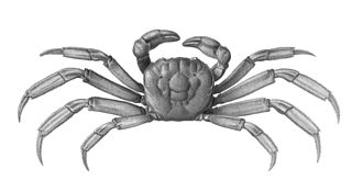 <i>Discoplax longipes</i> Species of crab