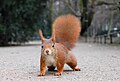 Ardilla roja con orejas erizadas por el invierno en Hofgarten, Düsseldorf. Por commons:Ray eye.